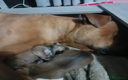 Mixed Breed dogs for sale: Bullmastiff X Puppies - Image 2