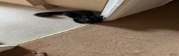 Mixed Breed cats for sale: Lovely kitten for sale. in Farnborough - Advert 4