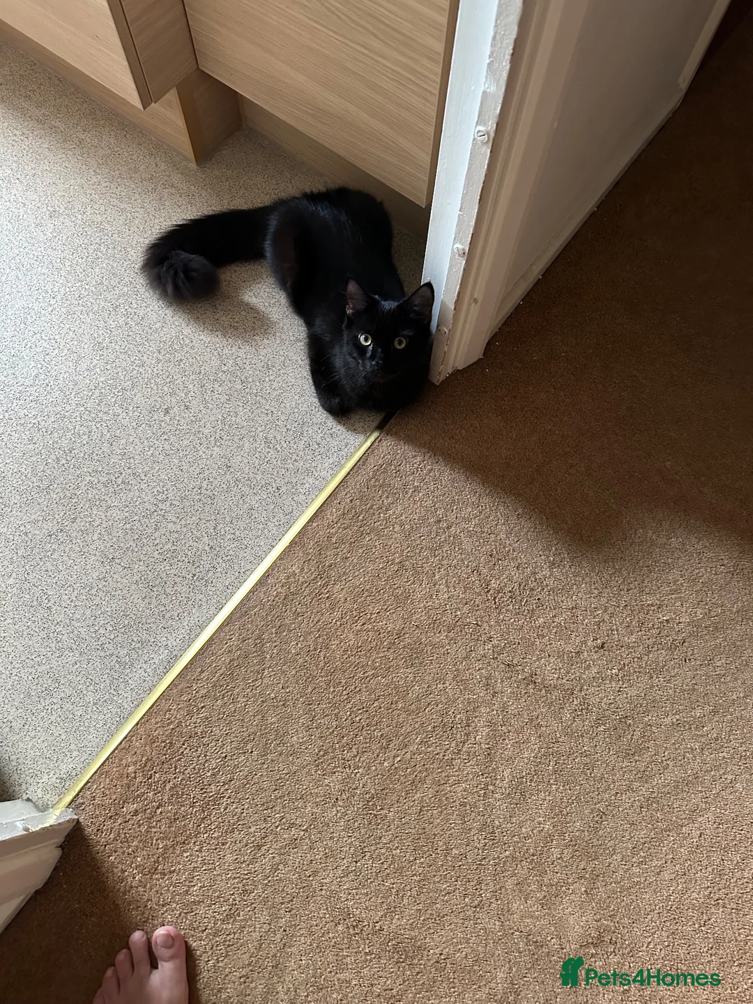 Mixed Breed cats for sale: Lovely kitten for sale. in Farnborough - Advert 4