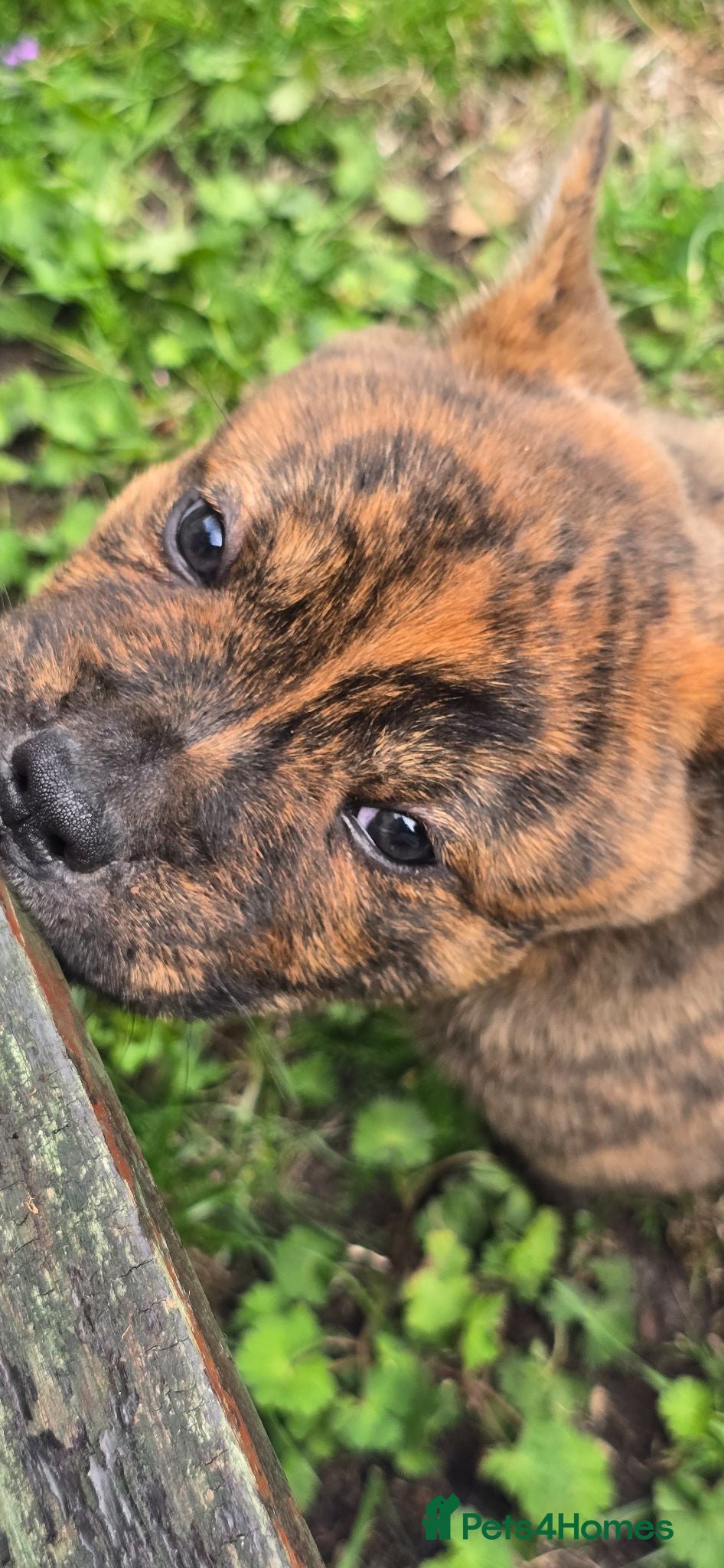 Mixed Breed dogs Chaffy babies - Advert 2