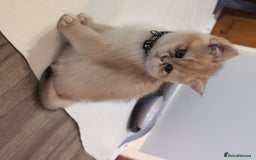 British Shorthair cats for sale: One lovely girl and three handsome boys  - Image 17