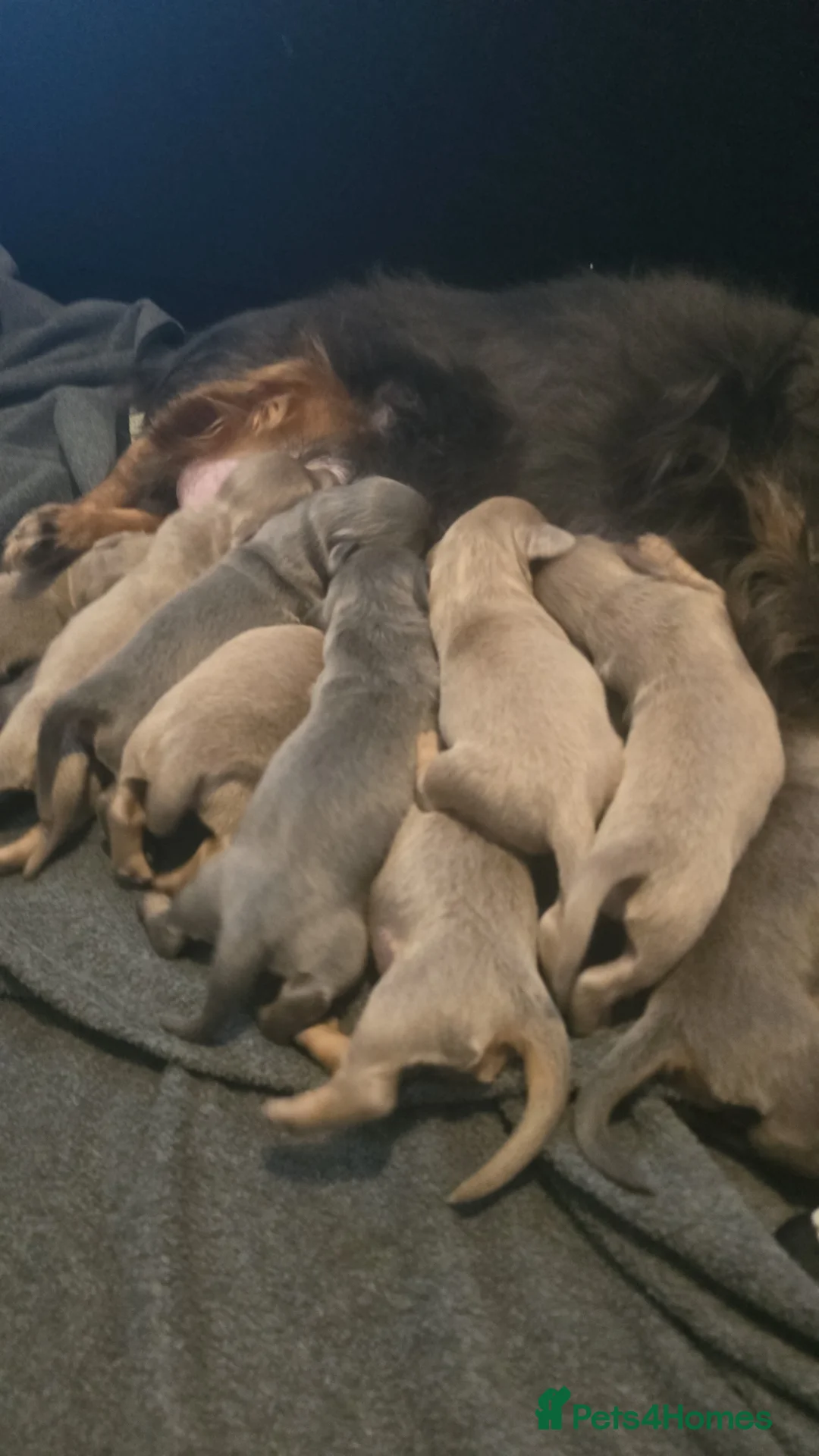 Dachshund dogs for sale: Mini dachshund long hair 😍  - Advert 2