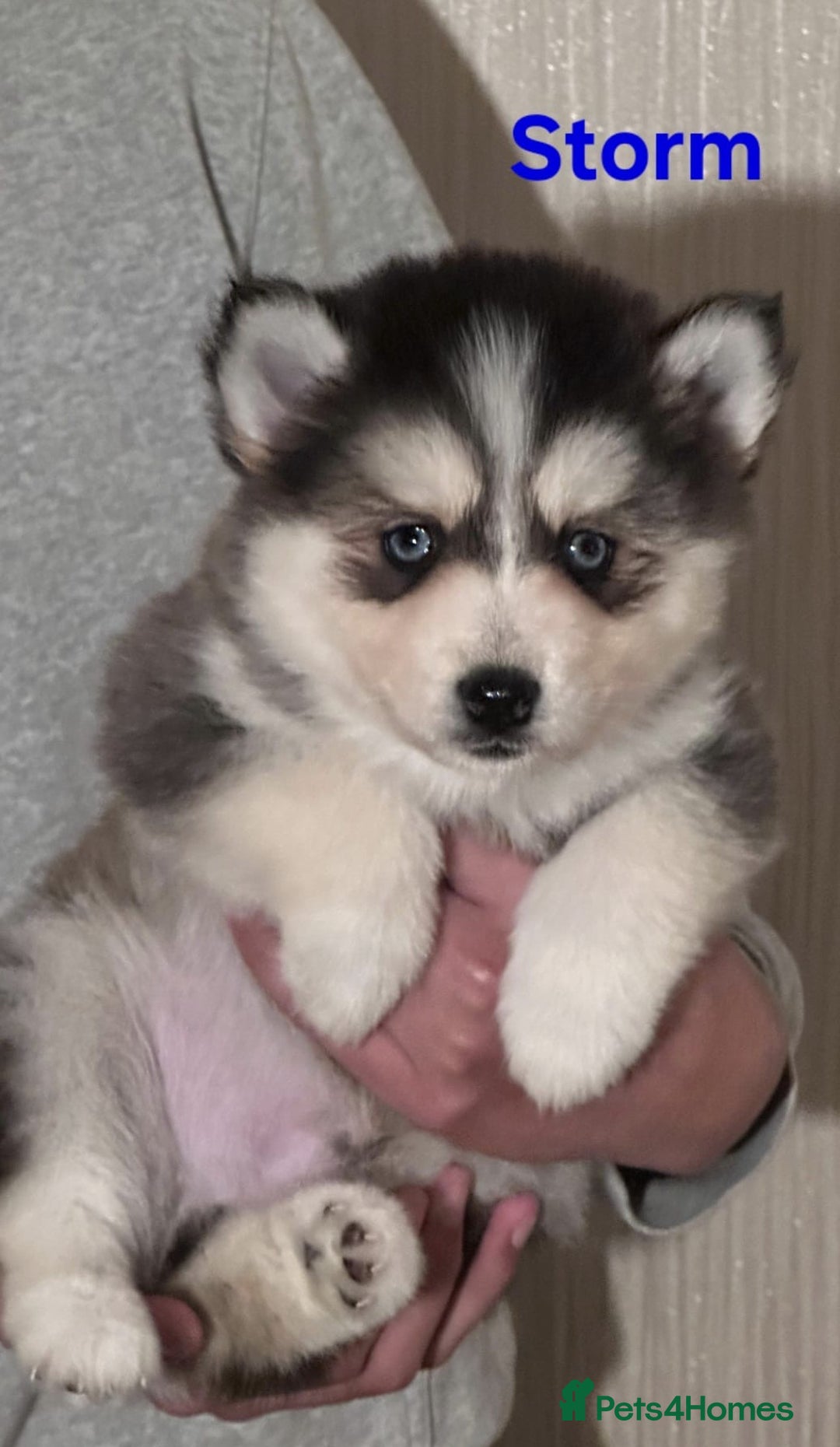 Pomsky dogs for sale: 3 Boys leftStunning Blue eyed F4 Pomsky pups - Advert 34