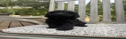 Cockapoo dogs for sale: Beautiful Litter of F1 Cockapoo Puppies - Advert 33