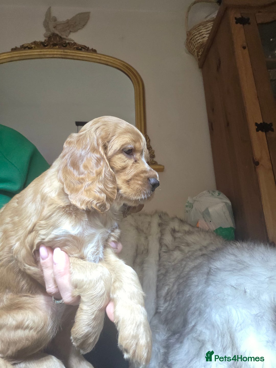 Cocker Spaniel dogs for sale: Beautiful and sweet puppy😊 - Image 27