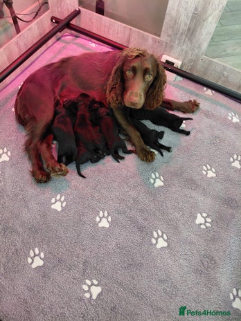 Cocker Spaniel dogs - Advert 6