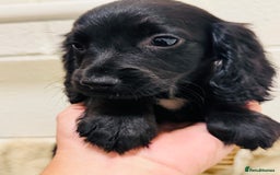 Cocker Spaniel dogs for sale: Beautiful cocker spaniels puppies for sale - Image 3
