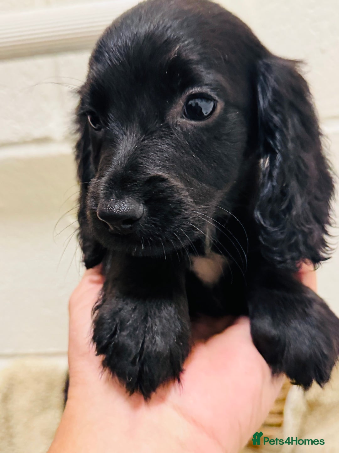 Cocker Spaniel dogs for sale: Beautiful cocker spaniels puppies for sale - Image 3