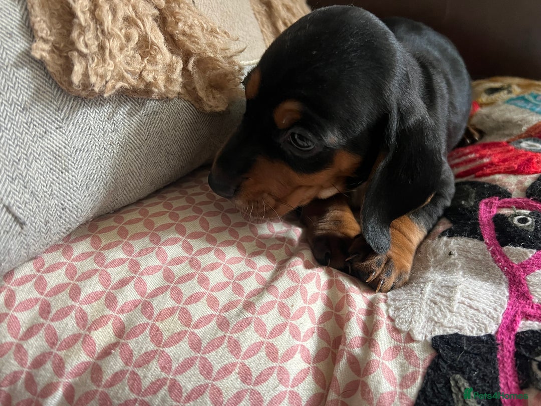 Mixed Breed dogs for sale: Cutest Standard Dachshund x Cocker Puppies - Image 8