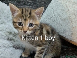 Mixed Breed cats Kitten for sale - Advert 6