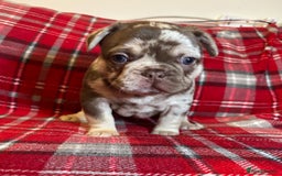 French Bulldog dogs for sale: QUALITY FRENCH BULLDOG PUPPIES - Advert 5