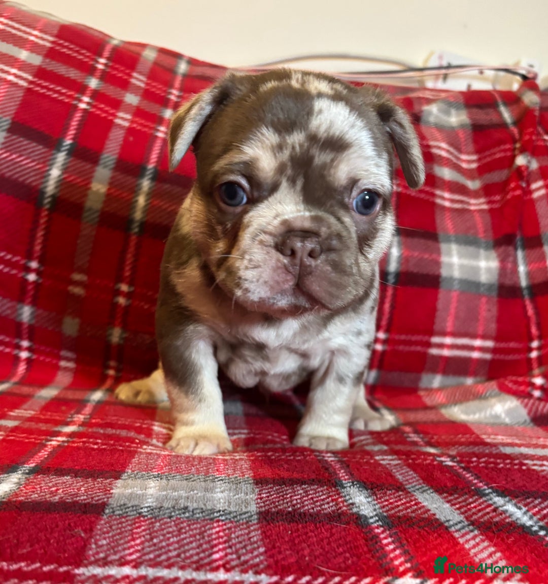 French Bulldog dogs for sale: QUALITY FRENCH BULLDOG PUPPIES - Advert 5