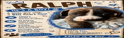 Mixed Breed dogs for sale: Amazing Cockerbull puppies - Advert 7