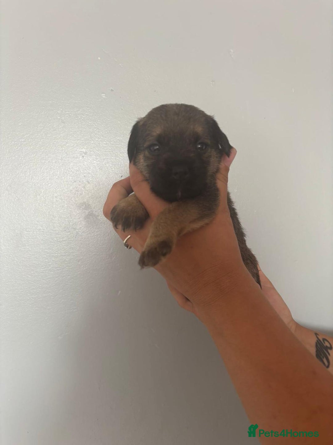 Border Terrier dogs for sale: Slem clear stunning boarder terrier puppies  - Image 10
