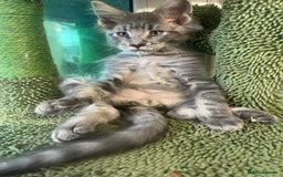 Maine Coon cats for sale: Maine coon kittens ready now boys  - Image 1