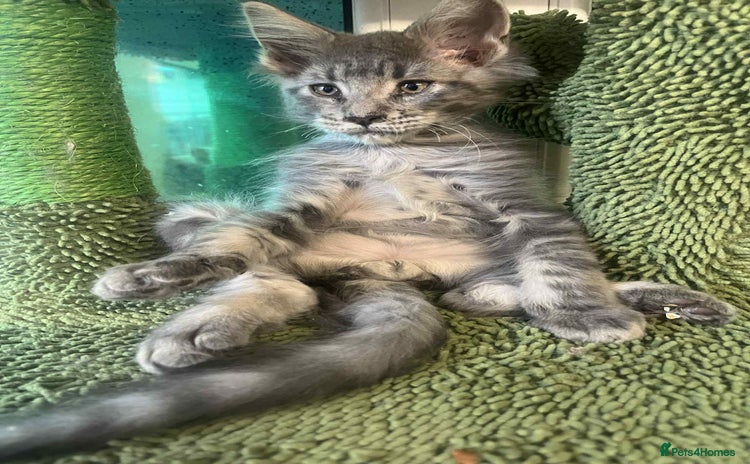 Maine Coon cats - Advert 1