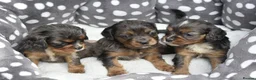Cavapoo dogs for sale: Health Tested Cavapoo Puppies  - Advert 31