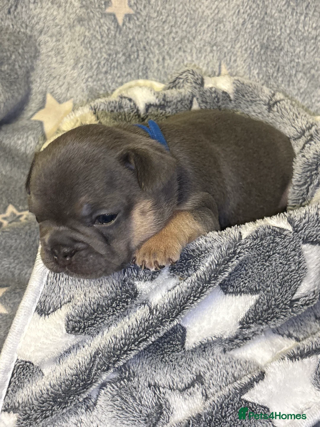 French Bulldog dogs for sale: *REDUCED*❤️‍🔥 - Advert 17