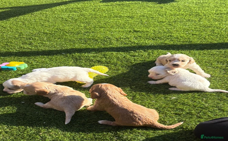 Mixed Breed dogs - Advert 1