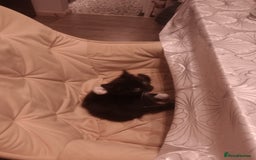 Mixed Breed cats for sale: Amazing kitten's  - Advert 12