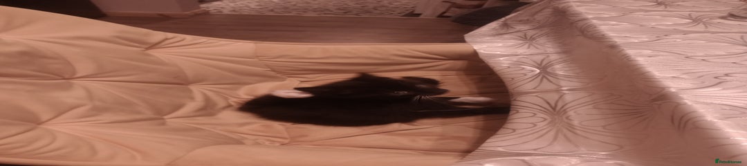 Mixed Breed Kitten 4