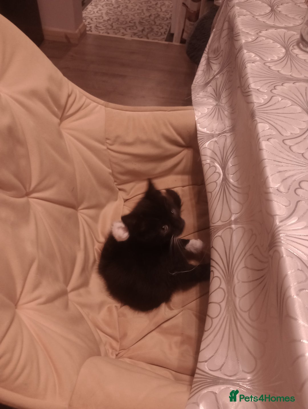 Mixed Breed cats for sale: Amazing kitten's  - Advert 12