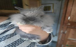 Lionhead rabbits for sale: 5 Beautiful Lion Head Babies - Advert 7