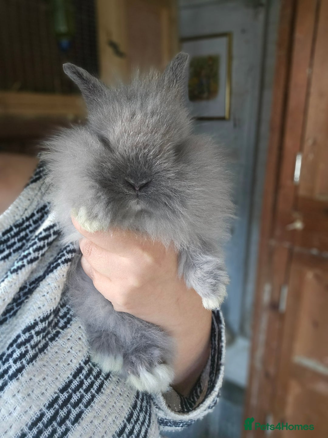 Lionhead rabbits for sale: 5 Beautiful Lion Head Babies - Advert 7
