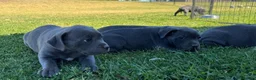 Staffordshire Bull Terrier dogs for sale: Solid pure Staffy's blue to quickly take home - Advert 4