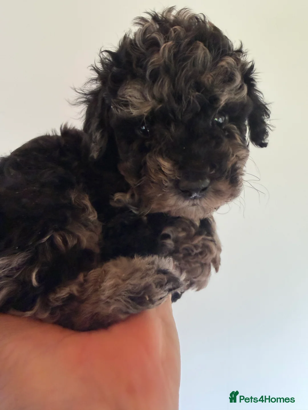 Mixed Breed dogs for sale: Poodle puppies - Advert 17