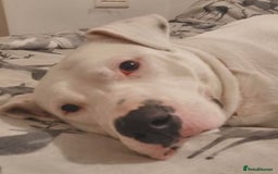 Mixed Breed dogs for adoption: Meet Aria, currently residing in Ormskirk  - Image 2