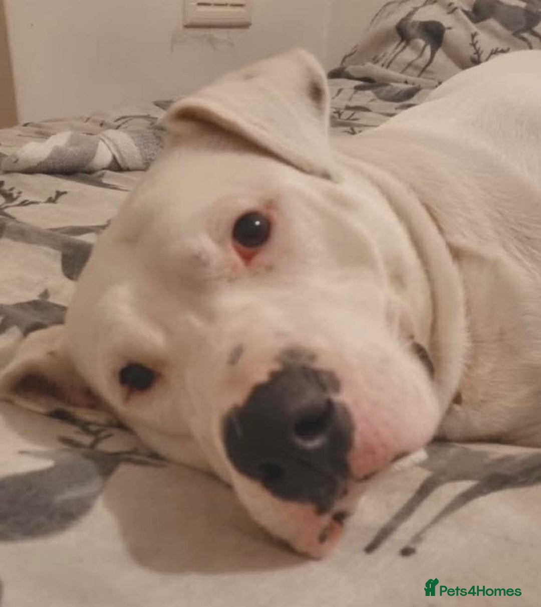 Mixed Breed dogs for adoption: Meet Aria, currently residing in Ormskirk  - Image 2