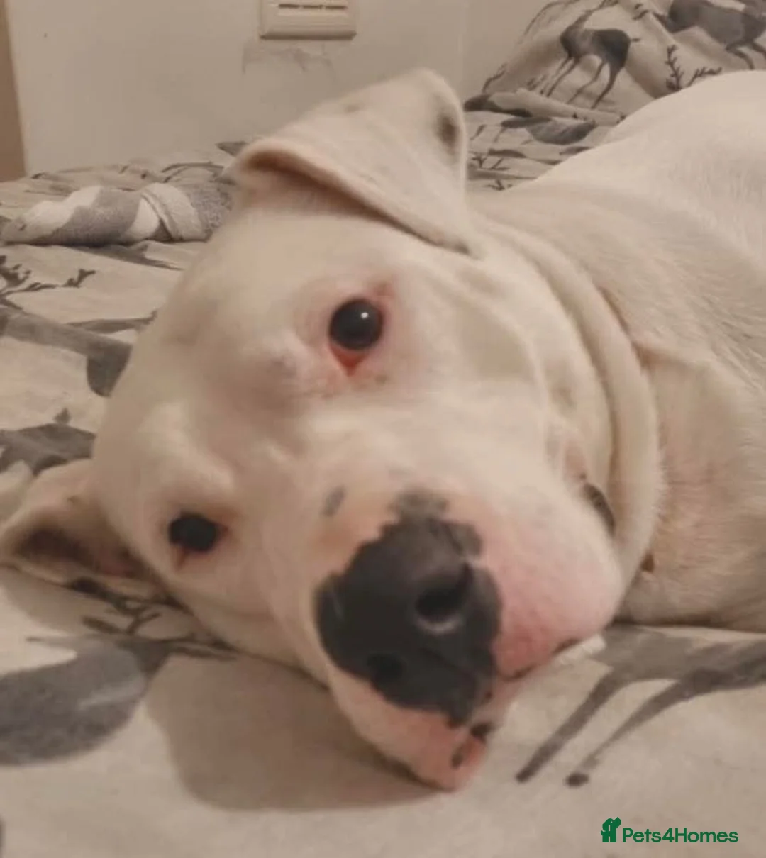 Mixed Breed dogs for adoption: Meet Aria, currently residing in Ormskirk  - Advert 2