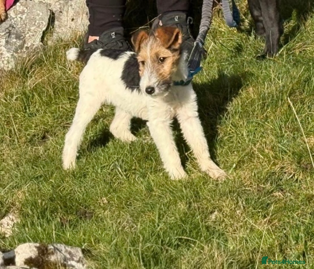 Fox Terrier dogs for sale: Stunning fox terrier bitch - Image 3