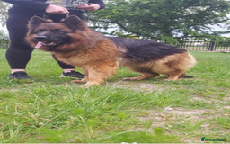 German Shepherd dogs for sale: German shepherd puppies for sale  - Image 6