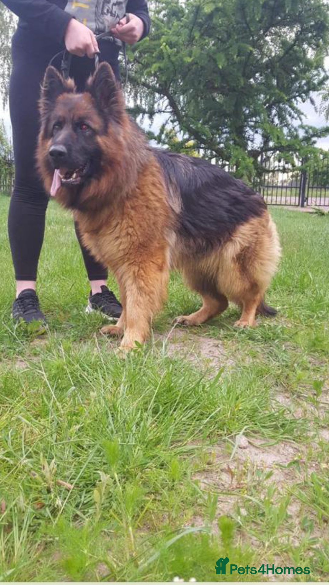 German Shepherd dogs for sale: German shepherd puppies for sale  - Image 6