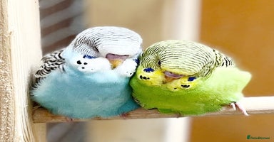 Budgerigars birds - Advert 2