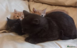 British Shorthair cats for sale: Georgous litter of British short-hair kittens - Image 14