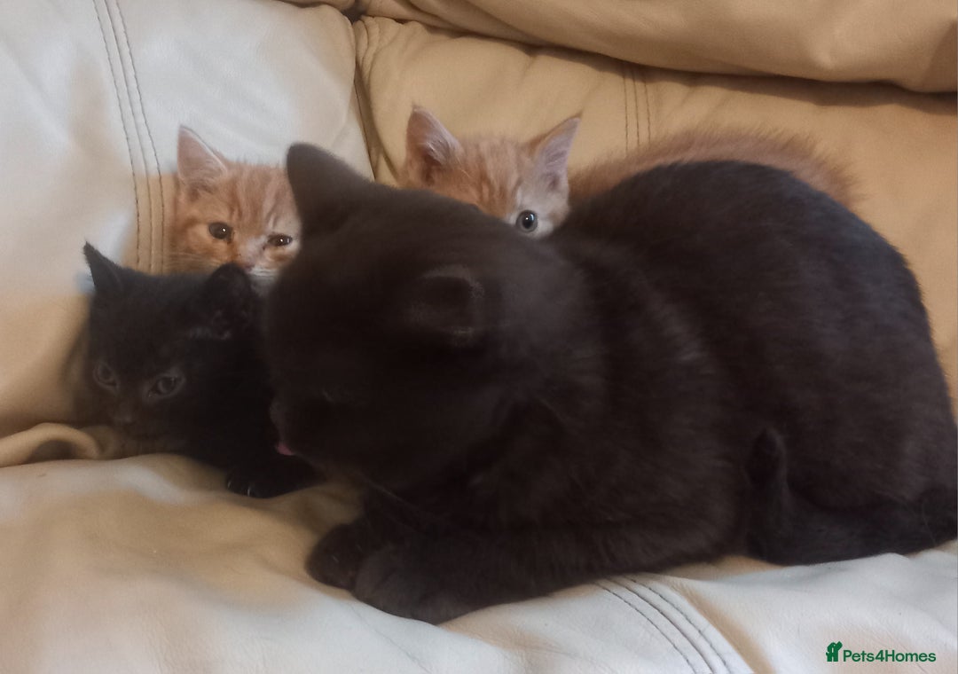 British Shorthair cats for sale: Georgous litter of British short-hair kittens - Image 14