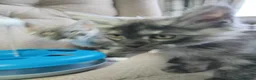 Maine Coon cats for sale: Maincoon kittens in Durham - Advert 2