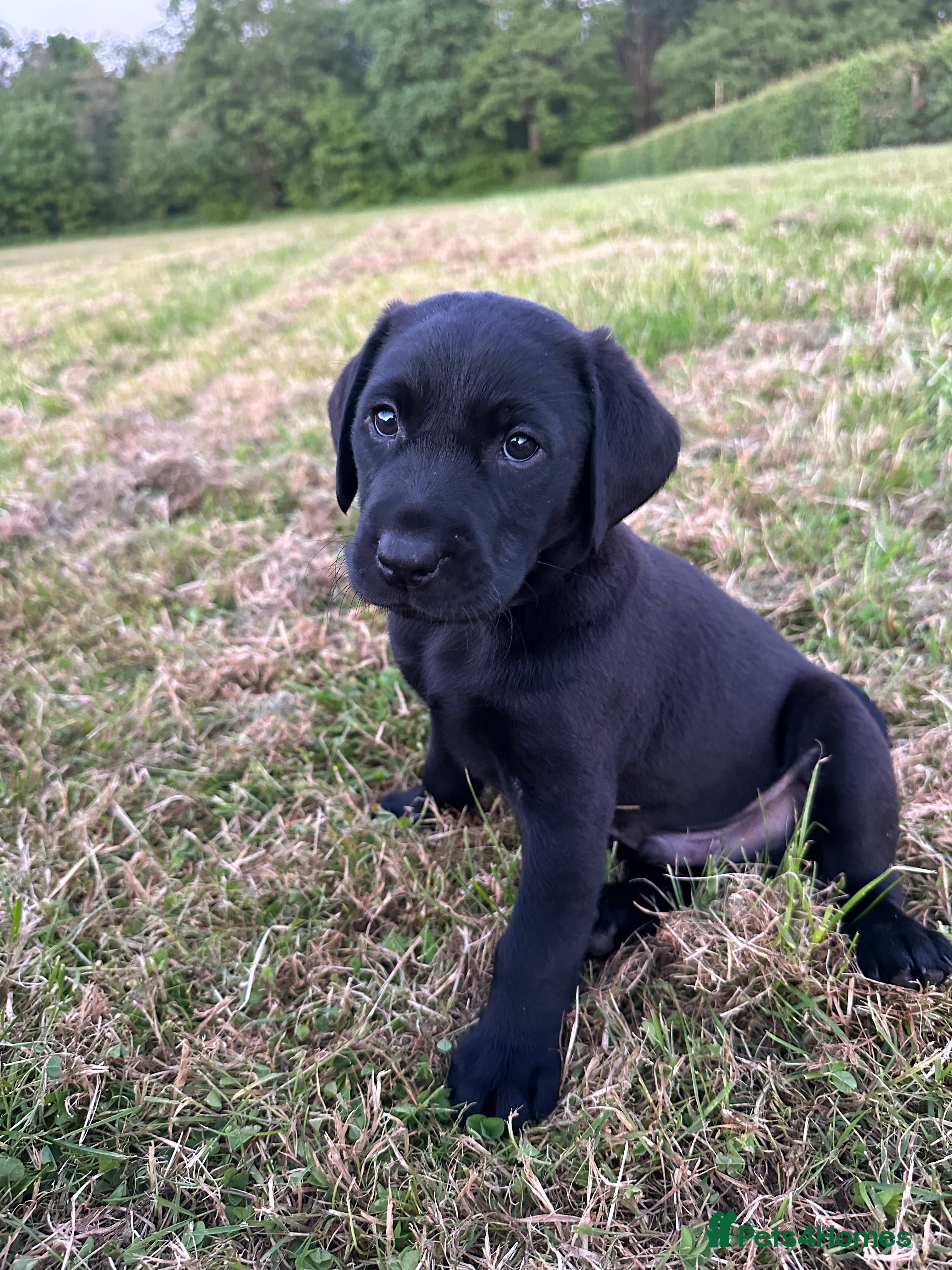 Labrador Retriever dogs International FTCH sired working Labrador pups  - Advert 2