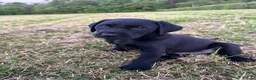 Labrador Retriever dogs for sale: International FTCH sired working Labrador pups  - Advert 21