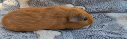 Guinea Pig rodents for sale: I have some teddy cross babies available 2 reserve - Advert 5