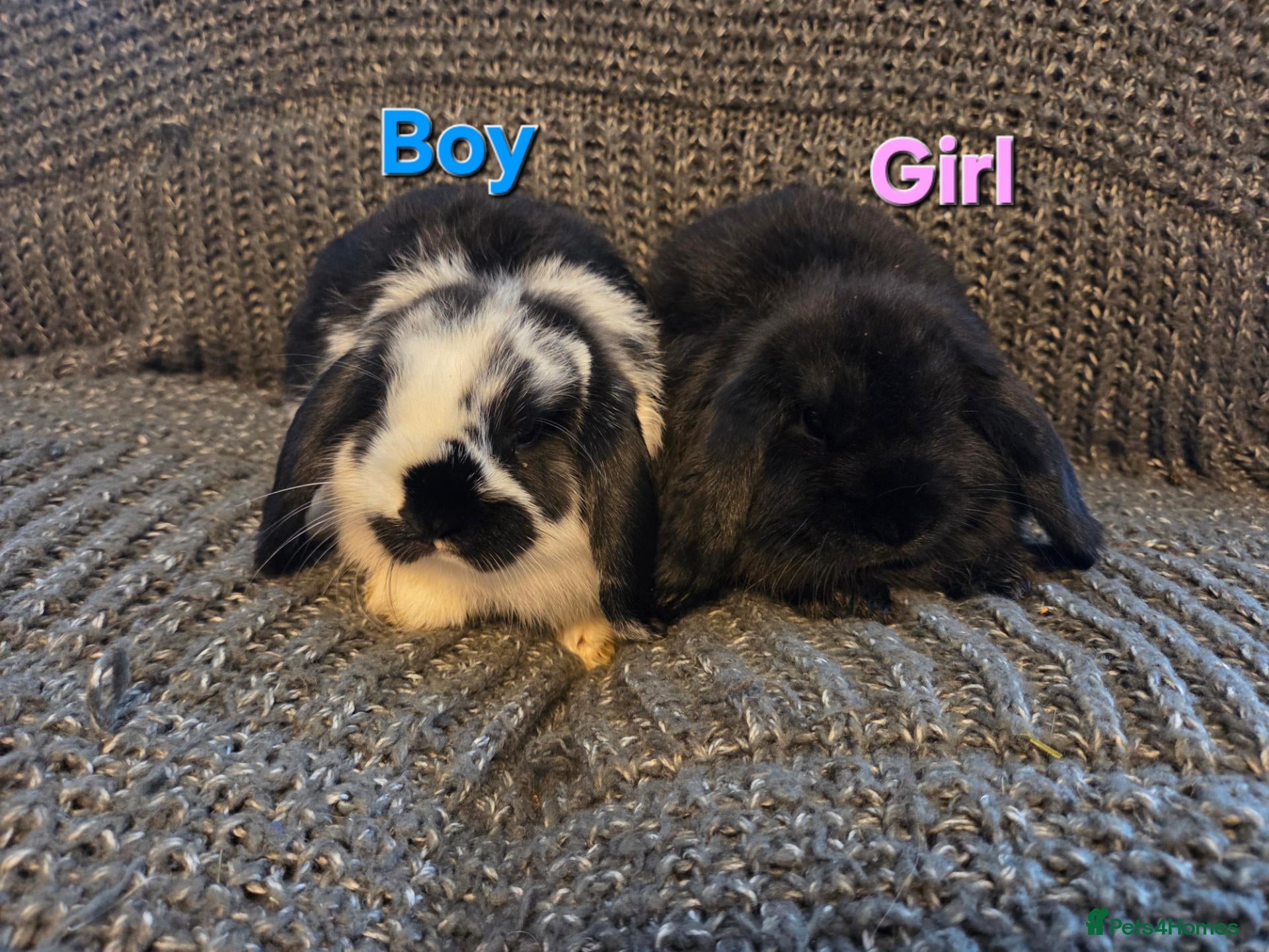 Mini Lop rabbits Very Tame Mini lop Boy & Girl 10 weeks - Advert 1