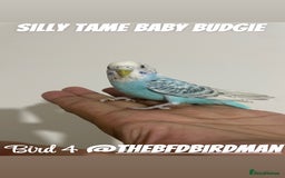 Budgerigars birds for sale: 100% SILLY TAME BABY BUDGIES - Image 5