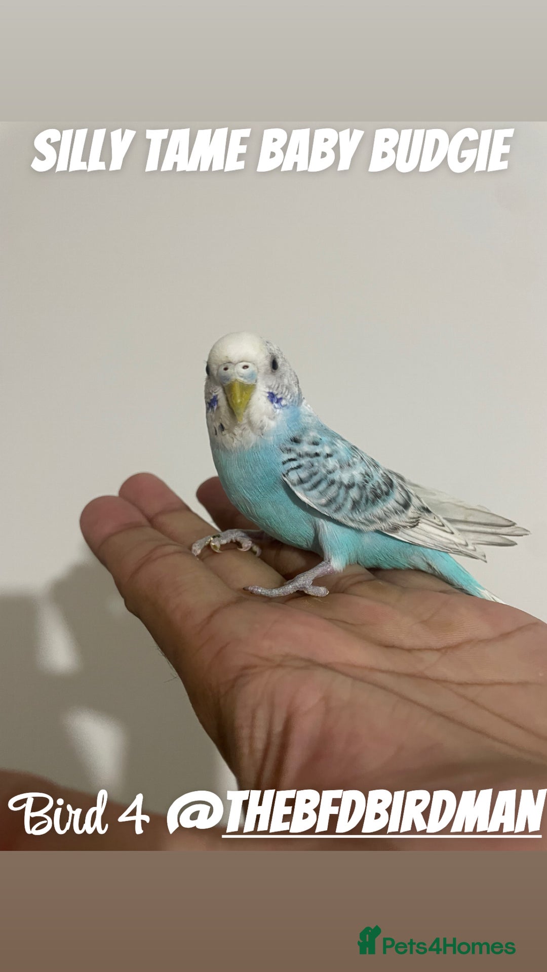Budgerigars birds for sale: 100% SILLY TAME BABY BUDGIES - Image 5