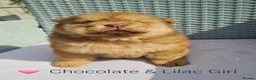Chow Chow dogs for sale: Quality chow chow puppies.  - Advert 9