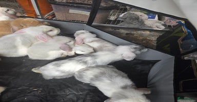 Mini Lop rabbits - Advert 4