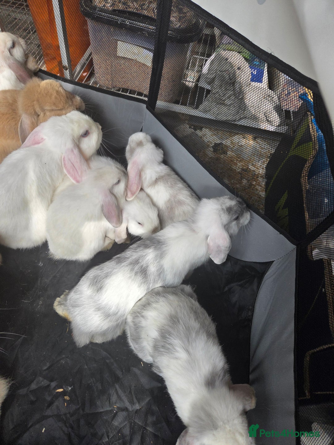 Mini Lop rabbits for sale: Mini lop rabbits  - Image 2