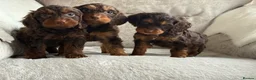 Cockapoo dogs for sale: Stunning f1 cockapoo puppies 🐶  - Advert 3